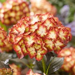 Hydrangea Macrophylla 'Light My Fire' (Black Diamonds Series) -Herbalife Shop pl2000045402 card4 lg