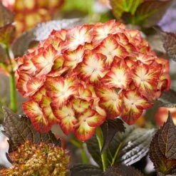 Hydrangea Macrophylla 'Light My Fire' (Black Diamonds Series) -Herbalife Shop pl2000045402 card5 lg