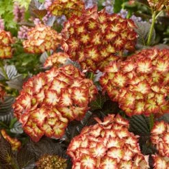 Hydrangea Macrophylla 'Light My Fire' (Black Diamonds Series) -Herbalife Shop pl2000045402 card6 lg