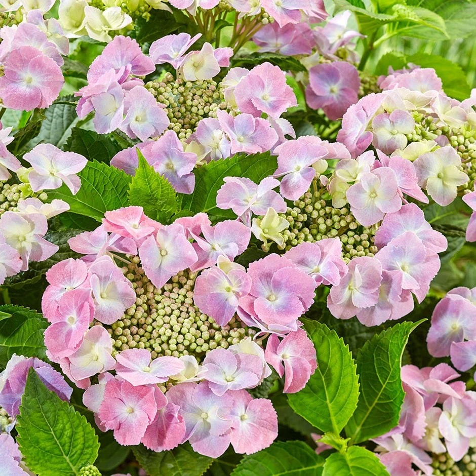 Hydrangea Macrophylla 'Teller Pink' 3 Hydrangea Macrophylla 'Teller Pink'