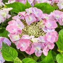 Hydrangea Macrophylla 'Teller Pink' 5 Hydrangea Macrophylla 'Teller Pink' -Herbalife Shop pl2000045405 card2 lg