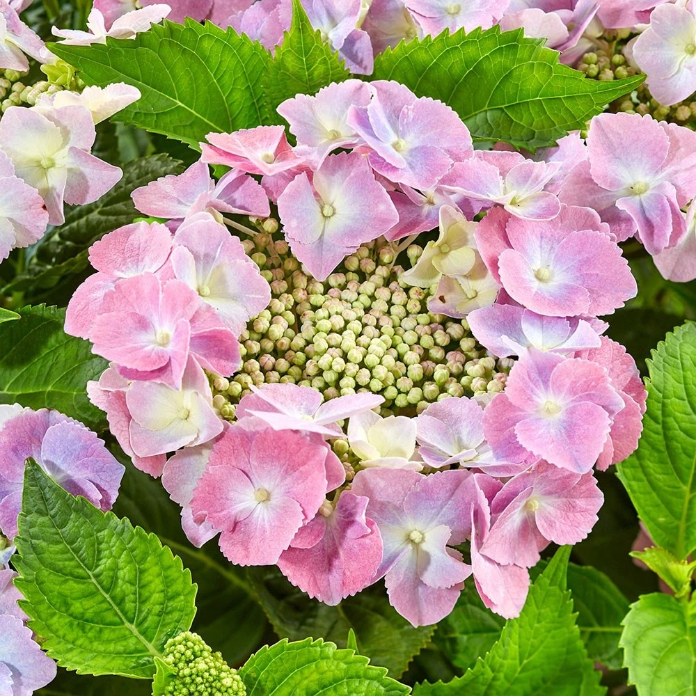 Hydrangea Macrophylla 'Teller Pink' 4 Hydrangea Macrophylla 'Teller Pink' - Image 2
