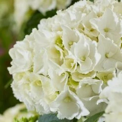 Hydrangea Macrophylla 'White' -Herbalife Shop pl2000045407 card3 lg