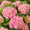 Hydrangea Macrophylla 'Pink' 2 Hydrangea Macrophylla 'Pink' -Herbalife Shop pl2000045410