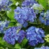 Hydrangea Macrophylla 'Blue' 1 Hydrangea Macrophylla 'Blue' -Herbalife Shop pl2000045411