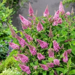 Buddleja Little Pink (’BotEx 005’) (PBR) (Butterfly Candy Series) 8 Buddleja Little Pink (’BotEx 005’) (PBR) (Butterfly Candy Series) -Herbalife Shop pl2000045428 card3 lg