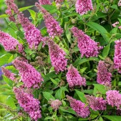Buddleja Little Pink (’BotEx 005’) (PBR) (Butterfly Candy Series) 9 Buddleja Little Pink (’BotEx 005’) (PBR) (Butterfly Candy Series) -Herbalife Shop pl2000045428 card4 lg