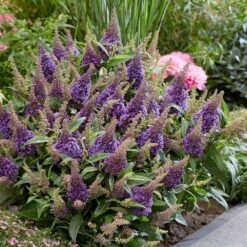 Buddleja Little Lila (’BotEx 004’) (PBR) (Butterfly Candy Series) 8 Buddleja Little Lila (’BotEx 004’) (PBR) (Butterfly Candy Series) -Herbalife Shop pl2000045429 card3 lg