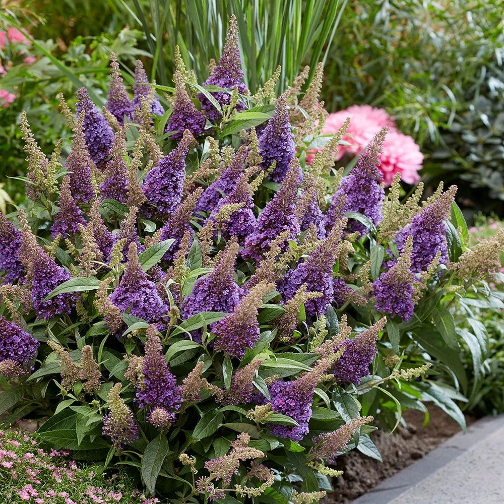 Buddleja Little Lila (’BotEx 004’) (PBR) (Butterfly Candy Series) 5 Buddleja Little Lila (’BotEx 004’) (PBR) (Butterfly Candy Series) - Image 3