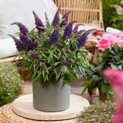 Buddleja Little Purple (’BotEx 001’) (PBR) (Butterfly Candy Series) -Herbalife Shop pl2000045430 card5 lg