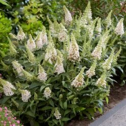 Buddleja Little White (’BotEx 003’) (PBR) (Butterfly Candy Series) -Herbalife Shop pl2000045432 card3 lg