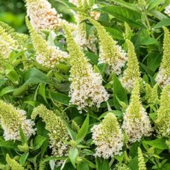 Buddleja Little White (’BotEx 003’) (PBR) (Butterfly Candy Series) -Herbalife Shop pl2000045432 card4 lg