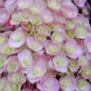 Hydrangea Macrophylla Love ('Youme H1917') (PBR) -Herbalife Shop pl2000045449