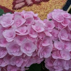 Hydrangea Macrophylla Love ('Youme H1917') (PBR) -Herbalife Shop pl2000045449 card4 lg