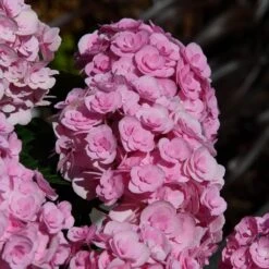 Hydrangea Macrophylla Love ('Youme H1917') (PBR) -Herbalife Shop pl2000045449 card5 lg