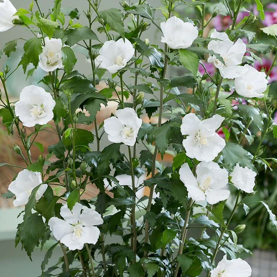 Hibiscus Syriacus Flower Tower White ('Gandini Van Aart') (PBR) 3 Hibiscus Syriacus Flower Tower White ('Gandini Van Aart') (PBR)