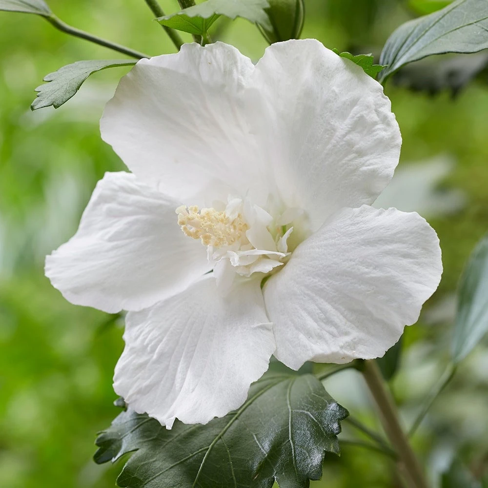 Hibiscus Syriacus Flower Tower White ('Gandini Van Aart') (PBR) 5 Hibiscus Syriacus Flower Tower White ('Gandini Van Aart') (PBR) - Image 3