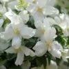 Philadelphus 'Dame Blanche' -Herbalife Shop pl2000045474