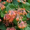 Lonicera Sempervirens 1 Lonicera Sempervirens -Herbalife Shop pl2000045484