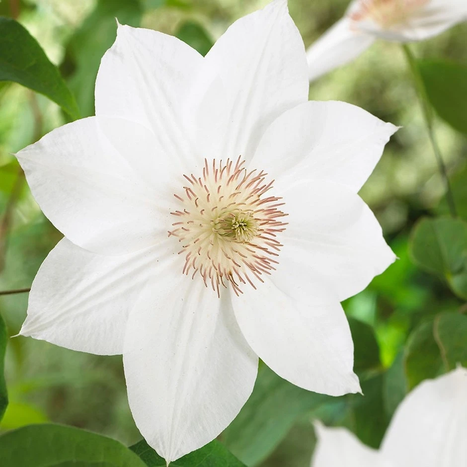 Clematis 'Mrs George Jackman' 3 Clematis 'Mrs George Jackman'