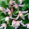 Clematis 'Willy' -Herbalife Shop pl2000045507