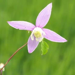 Clematis 'Willy' -Herbalife Shop pl2000045507 card2 lg