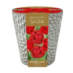 Indoor Tulip Ceramic Planter Gift Set