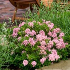 Rhododendron Bloombux Magenta ('Microhirs9') (PBR) -Herbalife Shop pl2000045584 card3 lg