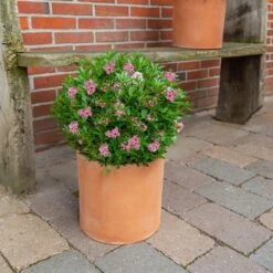 Rhododendron Bloombux Magenta ('Microhirs9') (PBR) -Herbalife Shop pl2000045584 card4 lg