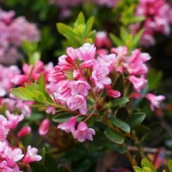 Rhododendron Bloombux Magenta ('Microhirs9') (PBR) -Herbalife Shop pl2000045584 card5 lg