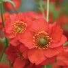 Geum 'Blazing Sunset' -Herbalife Shop pl2000045608