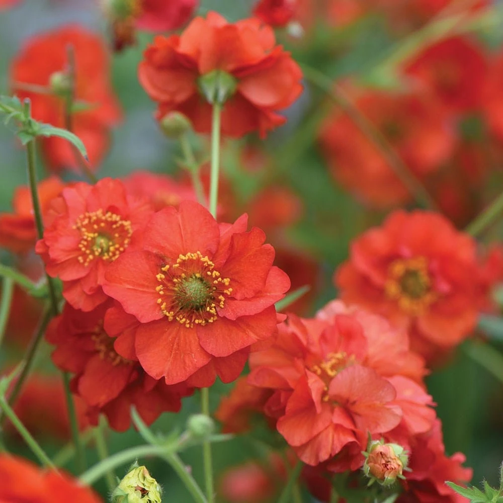 Geum 'Blazing Sunset' 4 Geum 'Blazing Sunset' - Image 2