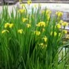 Iris Pseudacorus -Herbalife Shop pl2000045742