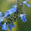 Salvia Uliginosa 2 Salvia Uliginosa -Herbalife Shop pl2000045777