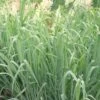 Panicum Virgatum 'Prairie Sky' -Herbalife Shop pl2000045785