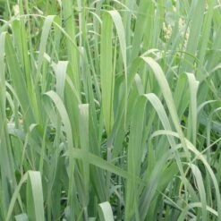 Panicum Virgatum 'Prairie Sky' -Herbalife Shop pl2000045785 card2 lg