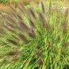 Pennisetum Alopecuroides F. Viridescens -Herbalife Shop pl2000045788