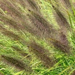 Pennisetum Alopecuroides F. Viridescens -Herbalife Shop pl2000045788 card2 lg