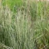 Calamagrostis × Acutiflora 'Overdam' -Herbalife Shop pl2000045813