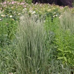 Calamagrostis × Acutiflora 'Overdam' -Herbalife Shop pl2000045813 card3 lg