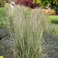 Calamagrostis × Acutiflora 'Overdam' -Herbalife Shop pl2000045813 card4 lg