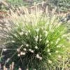 Pennisetum Alopecuroides 'Little Bunny' -Herbalife Shop pl2000045814