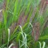 Pennisetum Alopecuroides 'Red Head' -Herbalife Shop pl2000045815