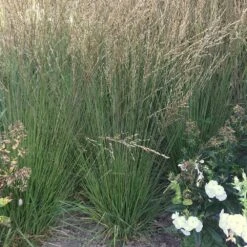 Molinia Caerulea Subsp. Caerulea 'Moorflamme' -Herbalife Shop pl2000045858 card2 lg