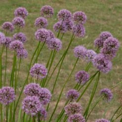 Allium Angulosum 'Summer Beauty' 7 Allium Angulosum 'Summer Beauty' -Herbalife Shop pl2000045940 card3 lg