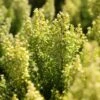 Erica Arborea 'Estrella Gold' -Herbalife Shop pl2000045948