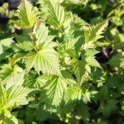 Stephanandra Tanakae 5 Stephanandra Tanakae -Herbalife Shop pl2000045949 card2 lg