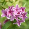 Jasminum × Stephanense Starry Starry Summer Scent ('Ganmin 1701') -Herbalife Shop pl2000046119