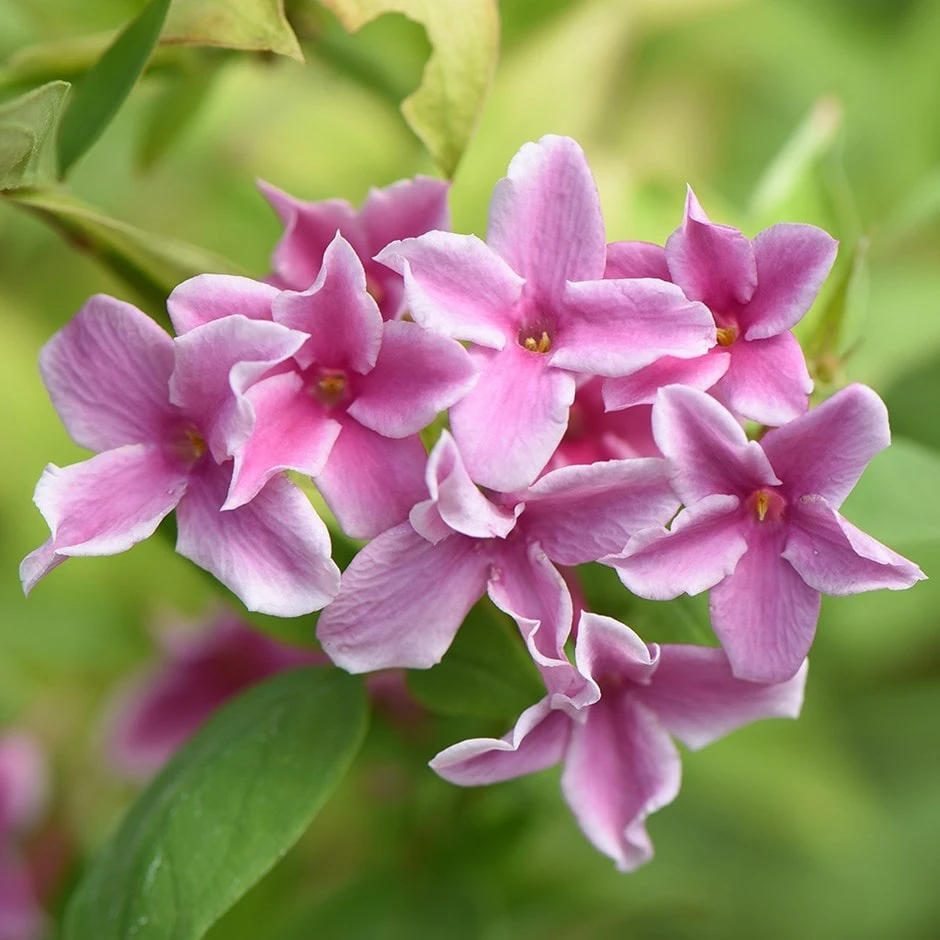 Jasminum × Stephanense Starry Starry Summer Scent ('Ganmin 1701') 3 Jasminum × Stephanense Starry Starry Summer Scent ('Ganmin 1701')