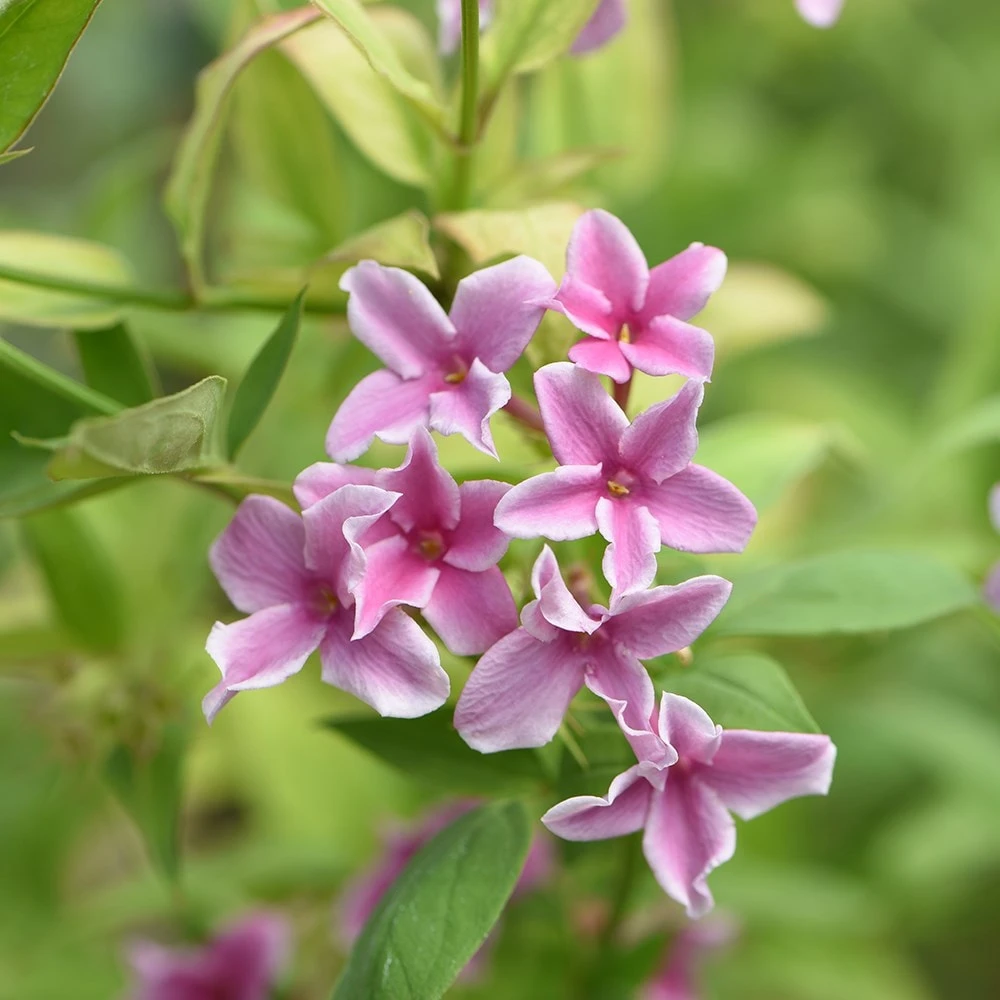 Jasminum × Stephanense Starry Starry Summer Scent ('Ganmin 1701') 4 Jasminum × Stephanense Starry Starry Summer Scent ('Ganmin 1701') - Image 2